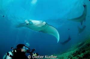 Manta Rays with Diver by Dieter Kudler 